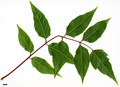 SpeciesSub: var. tanakae